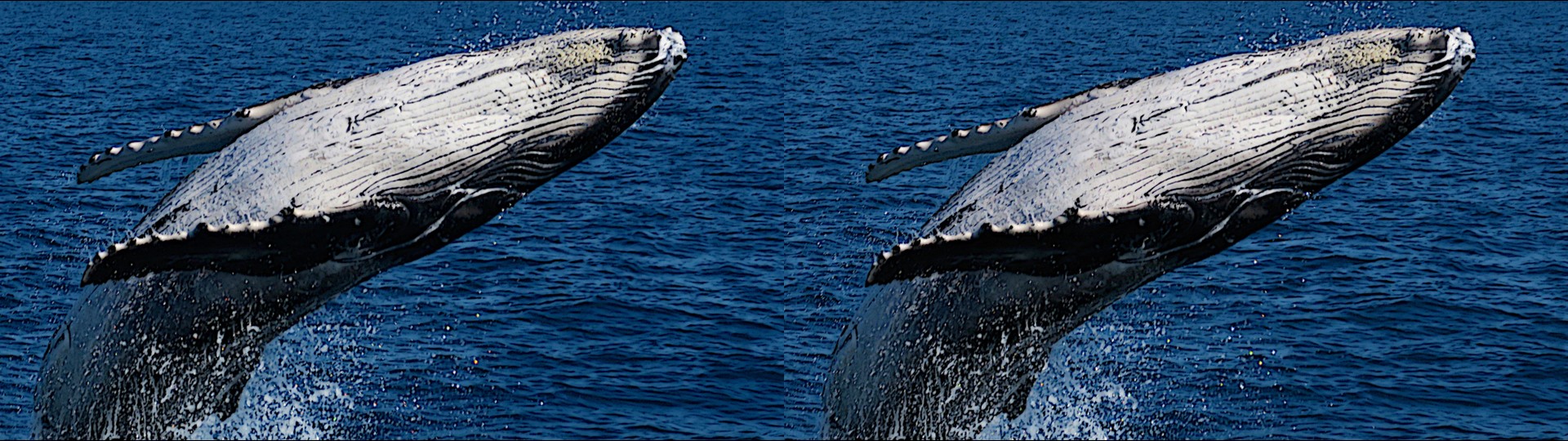 Humpback Breaching